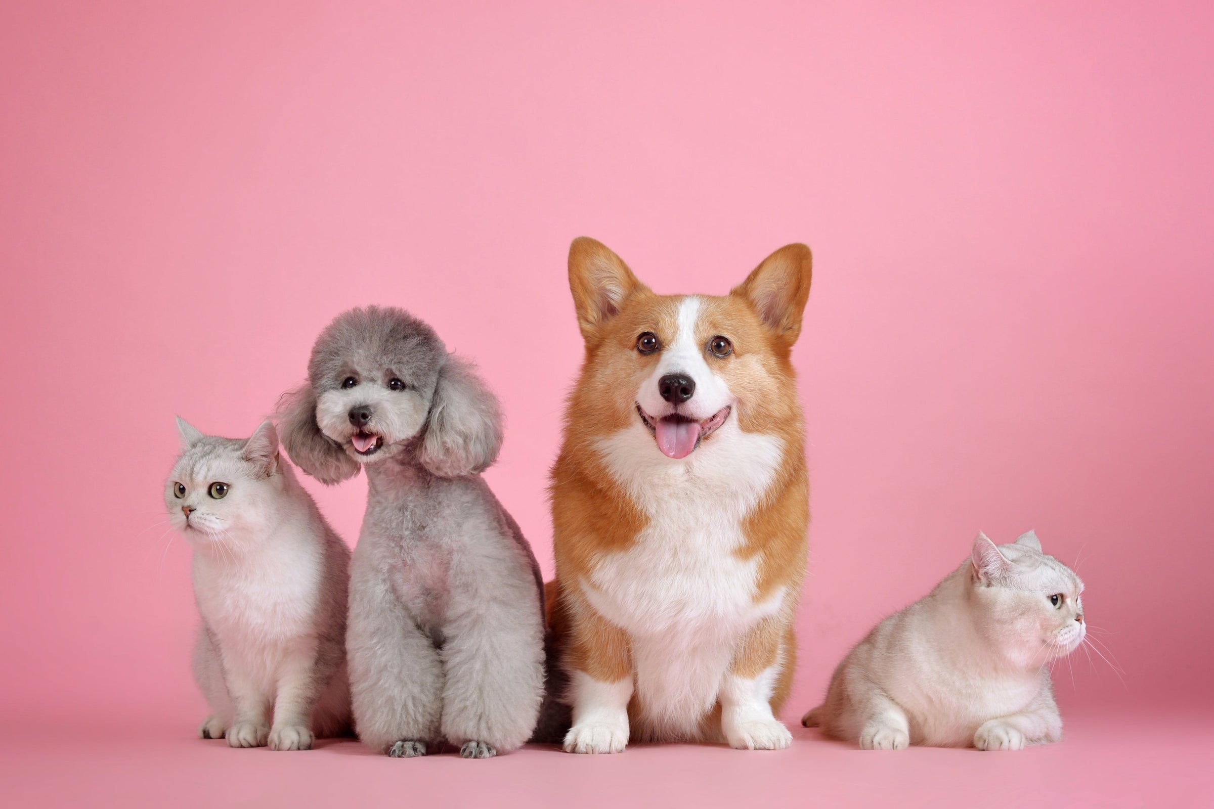 Para Mascotas